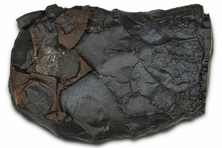 Dragon Scale Stone (Iron, Manganese, Siderite Nodule) #350203